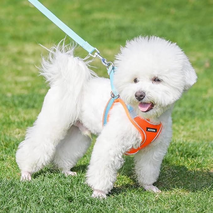 AIITLE Dog Harness, Spring No-Pull Cat Harness with a Leash, Adjustable Reflective Dog Vest, Cat Harness Escape Proof, Outdoor Walking, Camping for Extra Small Dogs and House Cats Orange XXXS AIITLE-FORPETSBETTERLIFE