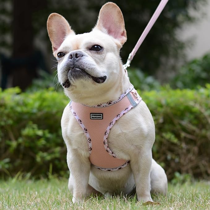 Mercano Soft Mesh Dog Harness and Leash Set, No-Chock Step-in Reflective Breathable Lightweight Easy Walk Escape Proof Vest Harnesses with Safety Buckle for Small Medium Dogs, Cats (Champagne, XL) PAWPICO