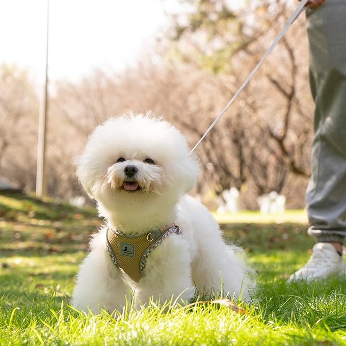 Dog Harness and Leash Set, No Pull Pet Harness for Small Dogs Easy Walking,Soft Breathable Small Dog Harness,Adjustable Reflective Step in Vest Harness for Puppy,Kitten, Cats TomteNisse