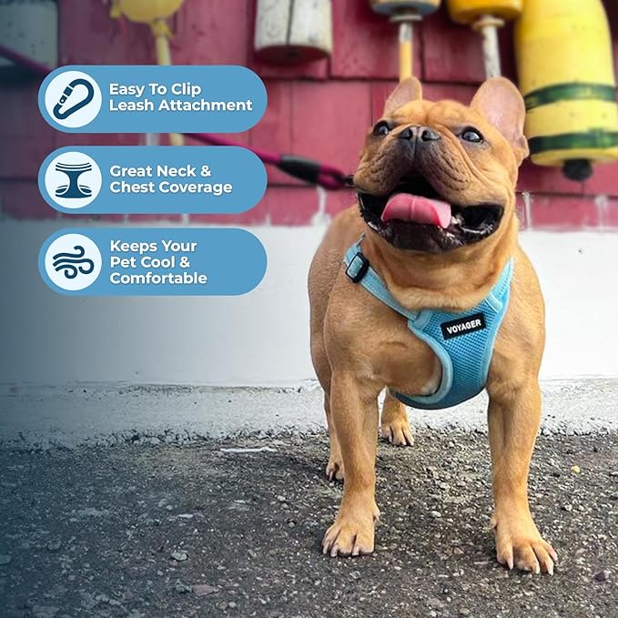 Best Pet Supplies Voyager Adjustable Dog Harness Leash Set with Reflective Stripes for Walking Heavy-Duty Full Body No Pull Vest with Leash D-Ring, Breathable All-Weather - Harness (Baby Blue), M BestPetSuppliesLLC