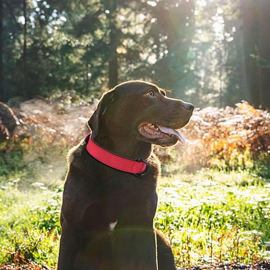 Didog Soft Padded Leather Dog Collar, Breathable Heavy Duty Dog Collar Leather with Adjustable Rust-Proof Metal Buckle for Small Medium Large Dogs, Red Dog Collar, XL Didog