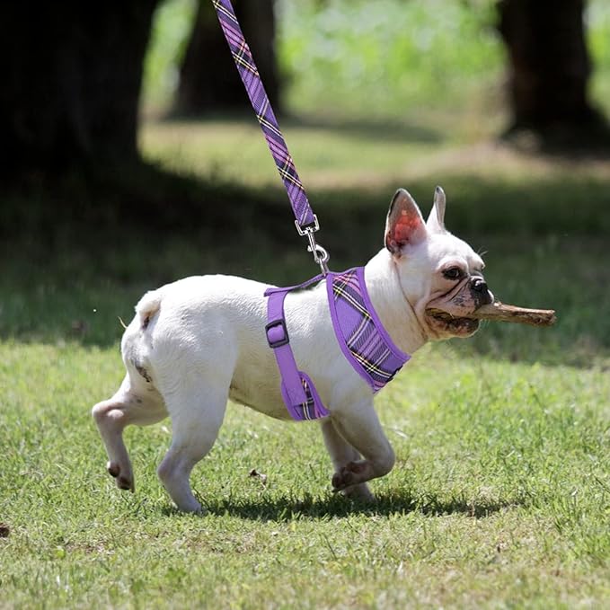 PUPTECK Soft Mesh Dog Harness and Leash Set Pet Puppy Cat Comfort Padded Vest No Pull Harnesses, Purple, M PUPTECK
