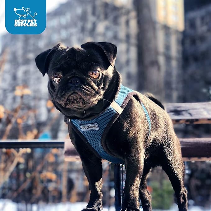 Voyager Step-in Air Dog Harness - All Weather Mesh, Reflective, No Pull Harness for Small, Medium Dogs, Cats - Secure with Hook & Loop Fastener, Buckle, Double D-Rings - Blue/Black Trim, XL BestPetSuppliesLLC