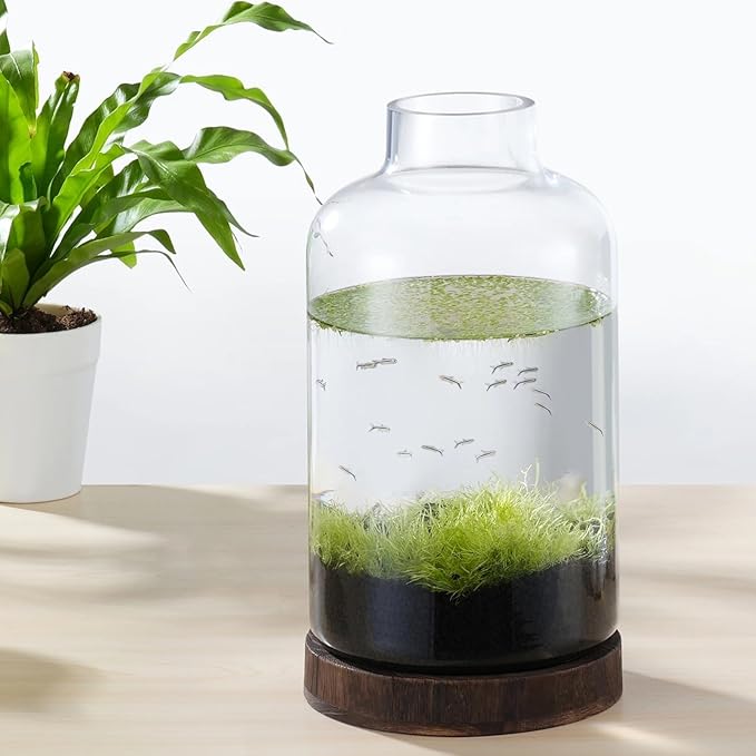 PONDON 1 Gallon Fish Bowl Vase, Featured Aquarium Kit Aquariums Channel, Wooden Base and Water Changer Included PONDON