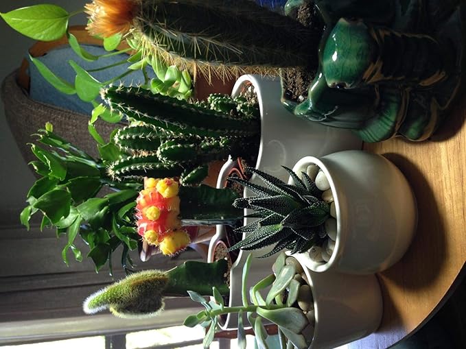 Voulosimi River Rock Stones, Natural Decorative Polished Mixed Pebbles Gravel,Outdoor Decorative Stones for Plant Aquariums, Landscaping, Vase Fillers (6 LB, Mixed Colors) Voulosimi