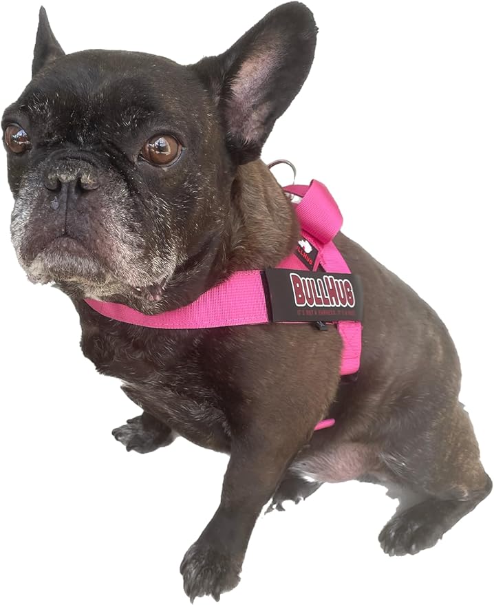 BULLHUG Harness – Made for Larger Chested Dogs Like English Bulldogs, French Bulldogs, Pugs & More. Stops Dogs from Pulling & Choking on Walks (Teal, Medium) BULLHUG