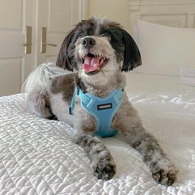 Best Pet Supplies Voyager Adjustable Dog Harness Leash Set with Reflective Stripes for Walking Heavy-Duty Full Body No Pull Vest with Leash D-Ring, Breathable All-Weather - Harness (Baby Blue), S BestPetSuppliesLLC