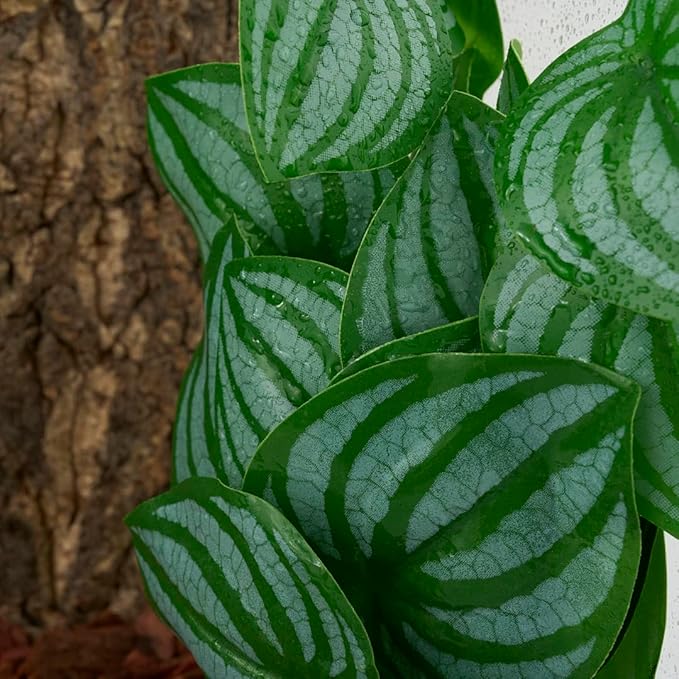 Reptile Plants for Terrarium, Amphibian Habitat Decor Artificial Hanging Plants with Suction Cup - Fake Calathea Orbifolia WOLEDOE