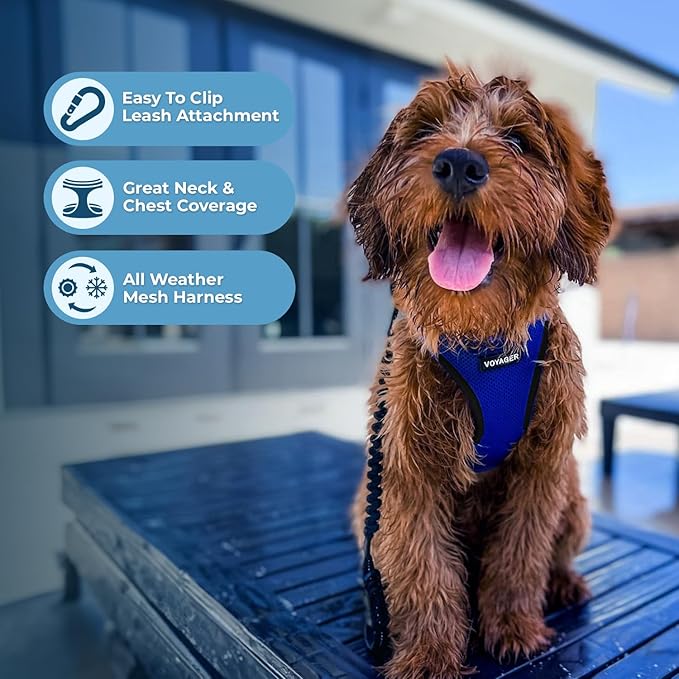Voyager Step-in Air Dog Harness - All Weather Mesh, Reflective, No Pull Harness for Small, Medium Dogs, Cats - Secure with Hook & Loop Fastener, Buckle, Double D-Rings - Royal Blue/Black Trim, M BestPetSuppliesLLC