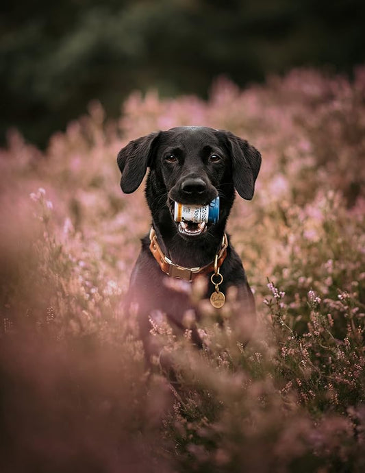 ProDen PlaqueOff Dental Care for Dogs and Cats, 60gm ProDenPlaqueOff