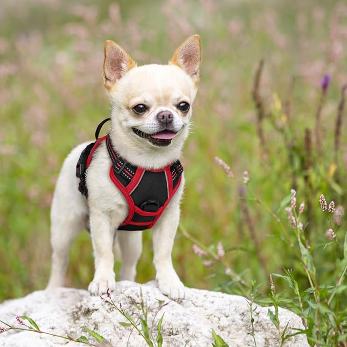 rabbitgoo Dog Harness No Pull with 2 Leash Clips, Adjustable Soft Padded, Reflective Oxford No Choke Pet Vest with Easy Control Handle for Puppy, Black & Red, XS rabbitgoo