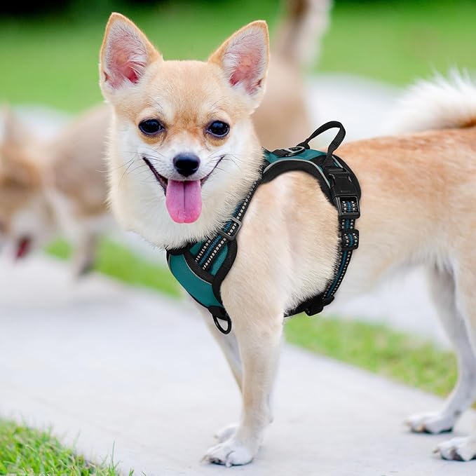 rabbitgoo Dog Harness No Pull with 2 Leash Clips, Adjustable Soft Padded, Reflective Oxford No Choke Pet Vest with Easy Control Handle for Puppy, Blue Coral, XS rabbitgoo