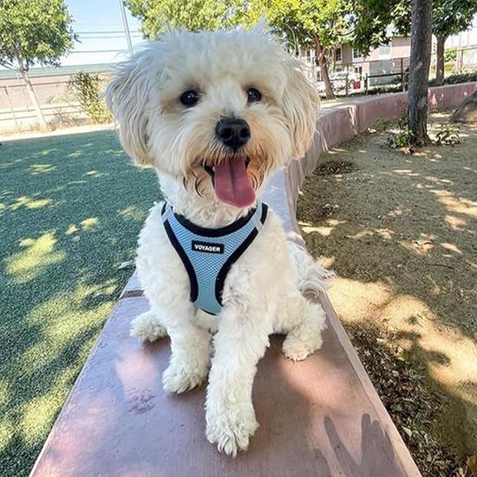 Voyager Step-In Air Dog Harness - All Weather Mesh, Reflective, No Pull Harness for Small, Medium Dogs, Cats - Secure with Hook & Loop Fastener, Buckle, Double D-Rings - Baby Blue/Black Trim, XXXS BestPetSuppliesLLC