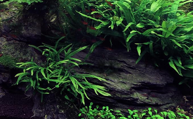 Natural Slate Stones 8 to 10 Inches - USA Sourced and Packaged for Aquascaping Aquariums, Terrariums, Paludariums, Reptile Enclosures, and Gardens (8-9 lbs) SmallWorldSlateandStone