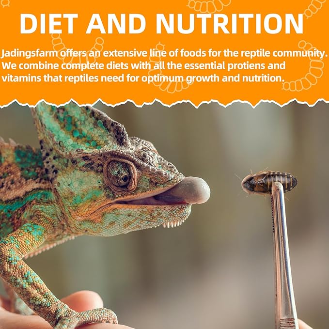 6 Pack Canned Dubia Roaches for Reptiles, Fish, Birds and Small Animals, Dubia Roaches, Healthy High Protein Treat, Reptile Bird Fish Food 7.2 Ounces Total Jadingfarm