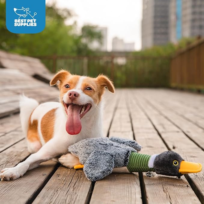 Best Pet Supplies Interactive Mallard Mates Dog Toy with Crinkle and Squeaky Enrichment for Small and Medium Breed Puppies or Dogs, Cute and Plush - Mallard Duck Wing (Gray), Medium - PAWPICO