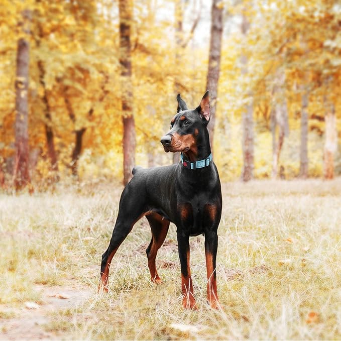 haapaw 2 Packs Martingale Dog Collar with Quick Release Buckle Reflective Dog Training Collars for Small Medium Large Dogs haapaw