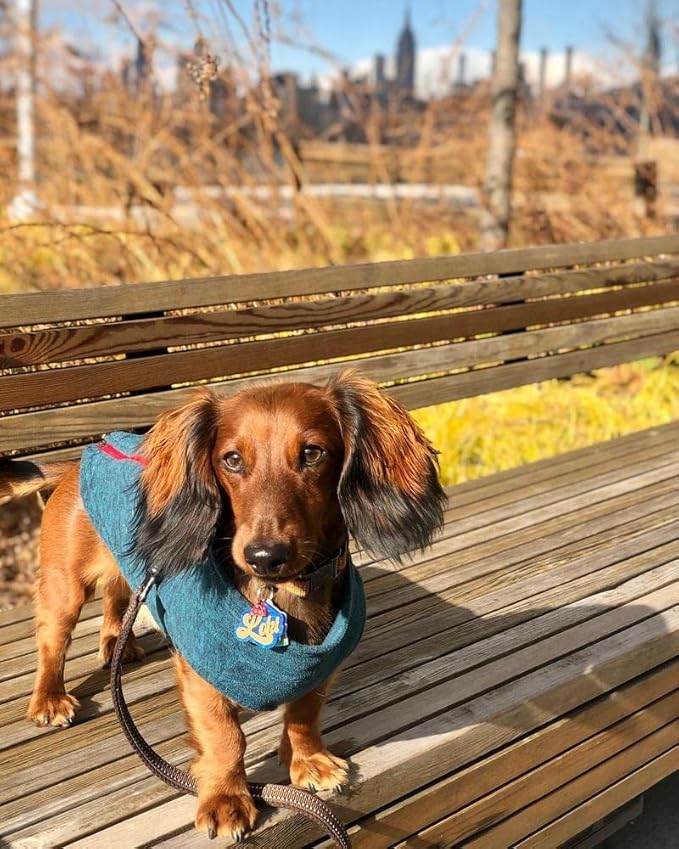 Gooby Zip Up Fleece Dog Sweater - Fuchsia Wash, Small - Warm Pullover Fleece Step-in Dog Jacket with Dual D Ring Leash - Winter Small Dog Sweater - Dog Clothes for Small Dogs Boy and Medium Dogs - PAWPICO