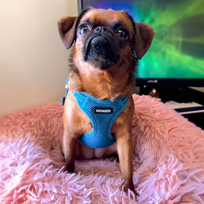 Best Pet Supplies Voyager Adjustable Dog Harness Leash Set with Reflective Stripes for Walking Heavy-Duty Full Body No Pull Vest with Leash D-Ring, Breathable All-Weather - Harness (Turquoise), M BestPetSuppliesLLC