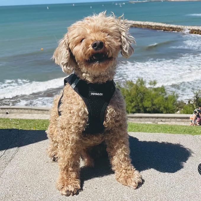 Voyager Step-in Air Dog Harness - All Weather Mesh, Reflective, No Pull Harness for Small, Medium Dogs, Cats - Secure with Hook & Loop Fastener, Buckle, Double D-Rings - Black, L BestPetSuppliesLLC