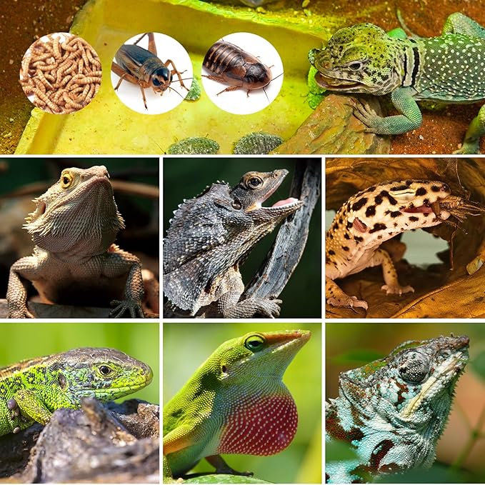 Cricket Calcium Powder Mixer for Reptiles, Cricket Feeder with Calcium for Reptiles, Reptile Calcium Duster Cricket Food for Reptile Bearded Dragon Gecko Terrarium Tank Accessories WACOOLTERRA