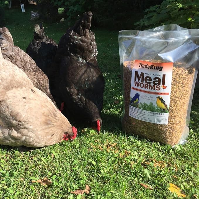 1 lb Dried Mealworms - High Protein Treat for Wild Birds, Chicken, Fish & Reptiles TradeKing