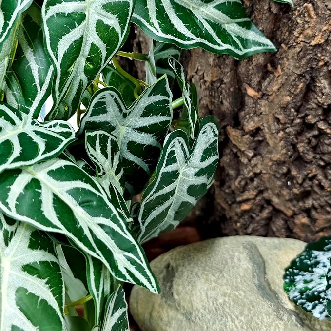 Woyrise 2 Pack Reptile Plants, Terrarium Hanging Plant Vines, Artificial Leaves with Suction Cup, Bearded Dragon Tank Accessories for Gecko Lizard Snake Frog Tortoise Decorations - Alocasia Velvet Woyrise