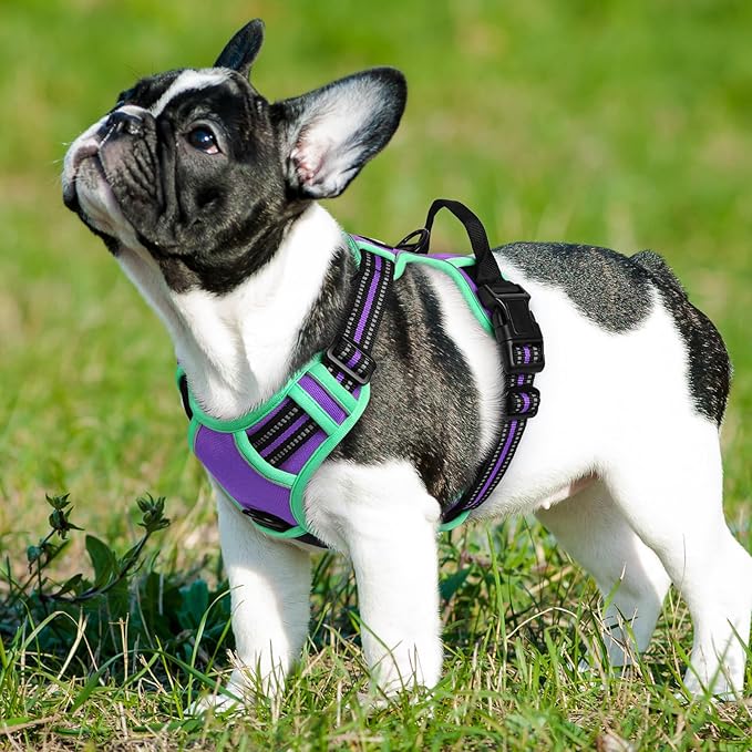 Eagloo Dog Harness for Large Dogs, No Pull Service Vest with Reflective Strips and Control Handle, Adjustable and Comfortable for Easy Walking, No Choke Harness with 2 Metal Rings, Purple & Green, S GoExplorewithEagloo