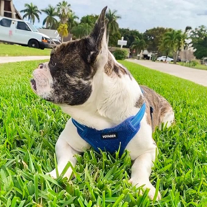Best Pet Supplies Voyager Adjustable Dog Harness Leash Set with Reflective Stripes for Walking Heavy-Duty Full Body No Pull Vest with Leash D-Ring, Breathable All-Weather - Harness (Royal Blue), S BestPetSuppliesLLC