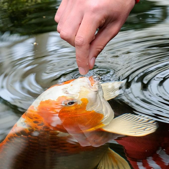TetraPond Spring And Fall Diet 3.08 Pounds, Pond Fish Food, For Goldfish And Koi, 7 L Tetra
