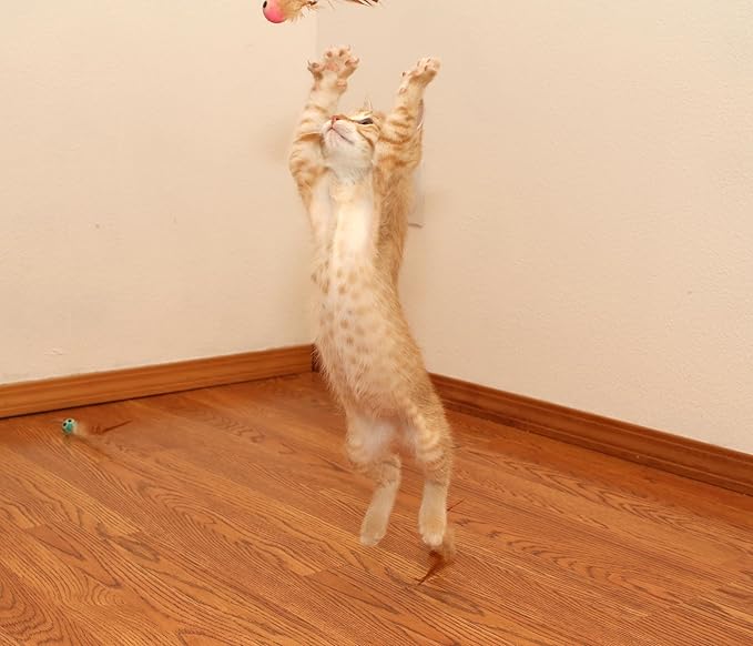 3 Pack Interactive Bouncy Ball with Natural Feathers for Indoor Cats and Kittens who Love to Play and Have Fun. - PAWPICO