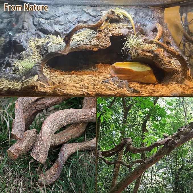 BNOSDM Reptile Forest Climbing Branch Decor Crested Gecko Climb Wood Natural Branches Tree for Snake Frog Chameleon Spider Bearded Dragon Terrarium Habitat Tank Accessories,3PCS BNOSDM