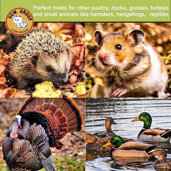 UCM Group 20LB Dried Black Soldier Fly Larvae for Chicken, Poultry, Wild Birds,100% Natural Non-GMO, No Additives, Treat, More Calcium Chicken Treats Than Mealworms, 4 Packs UCMGroupUCMGroup