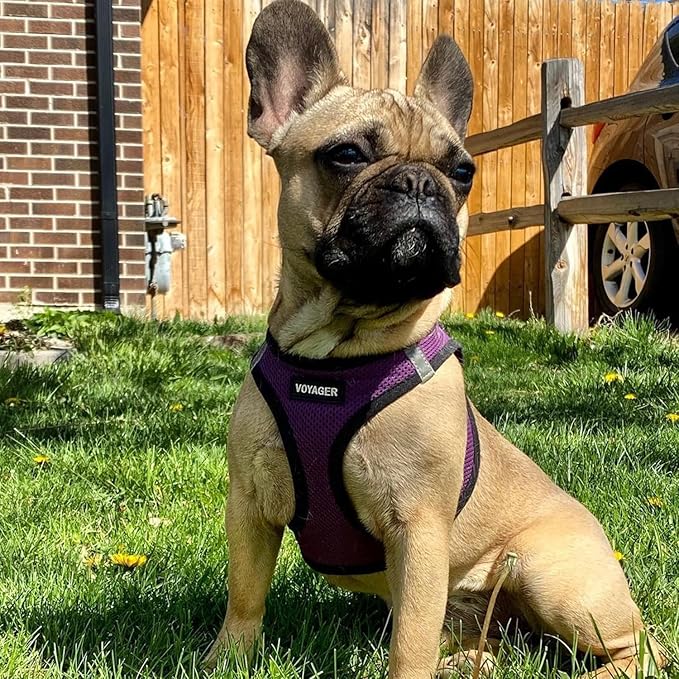 Voyager Step-in Air Dog Harness - All Weather Mesh, Reflective, No Pull Harness for Small, Medium Dogs, Cats - Secure with Hook & Loop Fastener, Buckle, Double D-Rings - Purple/Black Trim, L BestPetSuppliesLLC
