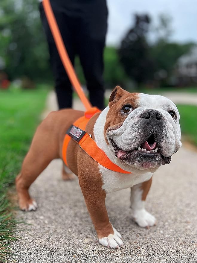 BULLHUG Harness – Made for Larger Chested Dogs Like English Bulldogs, French Bulldogs, Pugs & More. Stops Dogs from Pulling & Choking on Walks (NEON Orange, Large) BULLHUG