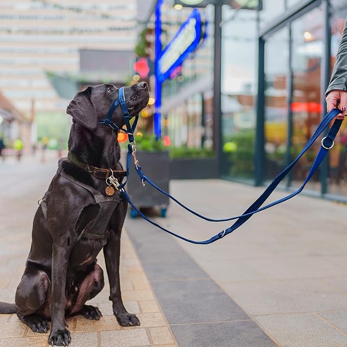 HALTI Training Leash - Multifunctional Double-Ended Dog Leash, Ideal for Anti-Pulling Dog Training. Lightweight & Durable. Suitable for Small to Medium Dogs & Puppies (Size Small, Cobalt Blue, 2m) CompanyofAnimals