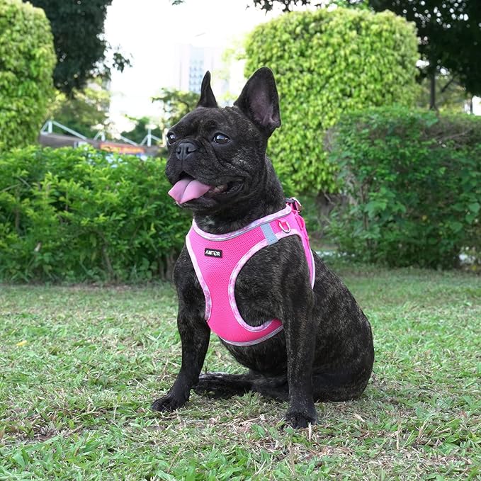 AMTOR Small Dog Harness with Leash Set, No Escape Easy Walk Puppy Harnesses for Training Walking, Step-in Reflective Soft Dogs Vest for XS S Medium Extra-Small Large Sized Dog(Fuchsia,XS) AMTOR