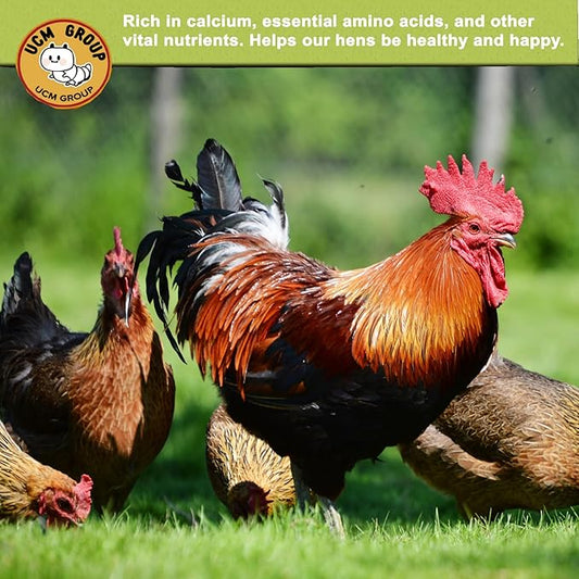 UCM Group 10LB Dried Black Soldier Fly Larvae for Chicken, Poultry, Wild Birds,100% Natural Non-GMO, No Additives, Treat, More Calcium Chicken Treats Than Mealworms UCMGroupUCMGroup