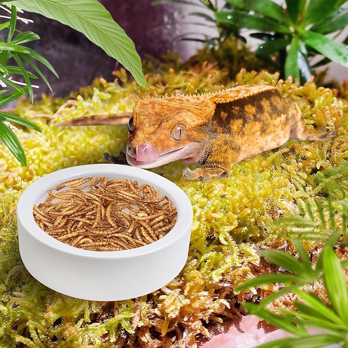Tfwadmx 2 Pack Reptile Food Bowl, Ceramic Water Feeder Bowl, Reptile Worm Feeding Dish for Lizard Turtle Bearded Dragon Anoles Crested Gecko Hermit Crab Leopard Gecko Chameleon Corn Snake Tfwadmx