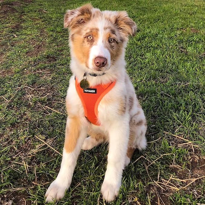 Voyager Step-In Air Dog Harness - All Weather Mesh, Reflective, No Pull Harness for Small, Medium Dogs, Cats - Secure with Hook & Loop Fastener, Buckle, Double D-Rings - Orange, XXS BestPetSuppliesLLC