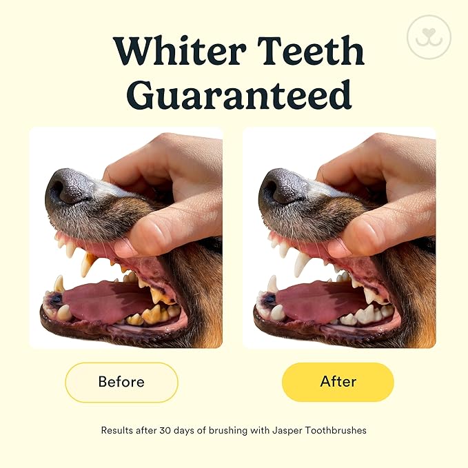 Jasper Dog Toothbrush, 360º Dog Tooth Brushing Kit, Cat Toothbrush, Dog Teeth Cleaning, Dog Finger Toothbrush, Dog Tooth Brush for Small & Large Pets, Dog Toothpaste Not Included, 2-Pack Blue JASPER%C2%AE
