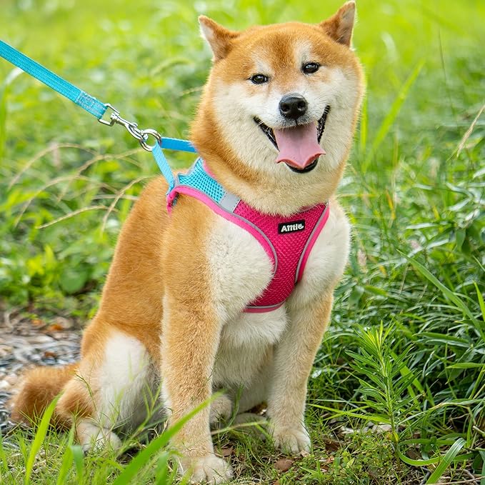 AIITLE Small Harness for Puppy with A Leash - Spring Dog Vest Harness with Super Breathable Mesh, Reflective No-Pull Pet Harness for Outdoor Walking, Camping for Small Dogs, Cats Hot Pink XXS AIITLE-FORPETSBETTERLIFE