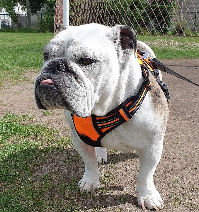rabbitgoo Dog Harness No Pull with 2 Leash Clips, Adjustable Soft Padded, Reflective Oxford No Choke Pet Vest with Easy Control Handle for Small Dogs,Orange,S rabbitgoo