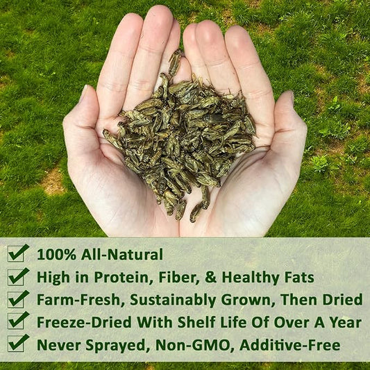 1/2 Pound Dried Crickets - High Protein Insect Treat - Chickens, Wild Birds, Hedgehogs, Bluebirds, Reptiles, Sugar Gliders, Opossums, Skunks, Lizards, Bearded Dragons, Fish, Turtles 8 oz. (1 Pack) ExoticNutrition