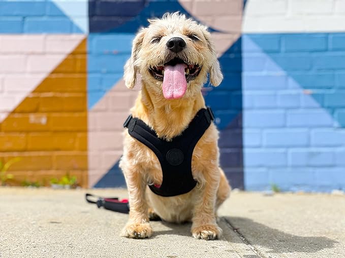 Gooby Sporty Escape Free Harness, Medium - Black, Neoprene, No-Pull, 4-Point Adjustment for Small Dogs up to 35 lbs Gooby