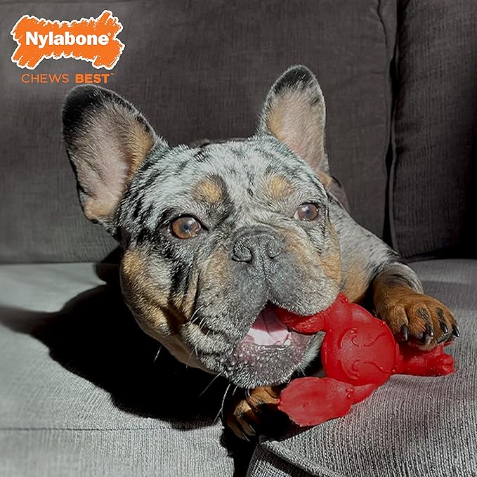 Nylabone Power Chew Lobster Dog Chew Toy, Cute Dog Toys for Aggressive Chewers, Filet Mignon Flavor, Small/Regular (1 Count) - PAWPICO