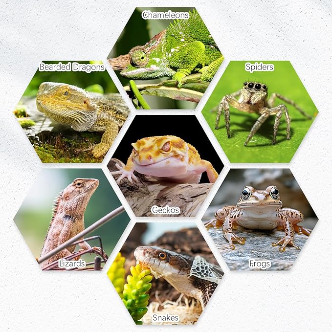 Tfwadmx 2 Pack Reptile Food Bowl, Ceramic Water Feeder Bowl, Reptile Worm Feeding Dish for Lizard Turtle Bearded Dragon Anoles Crested Gecko Hermit Crab Leopard Gecko Chameleon Corn Snake Tfwadmx