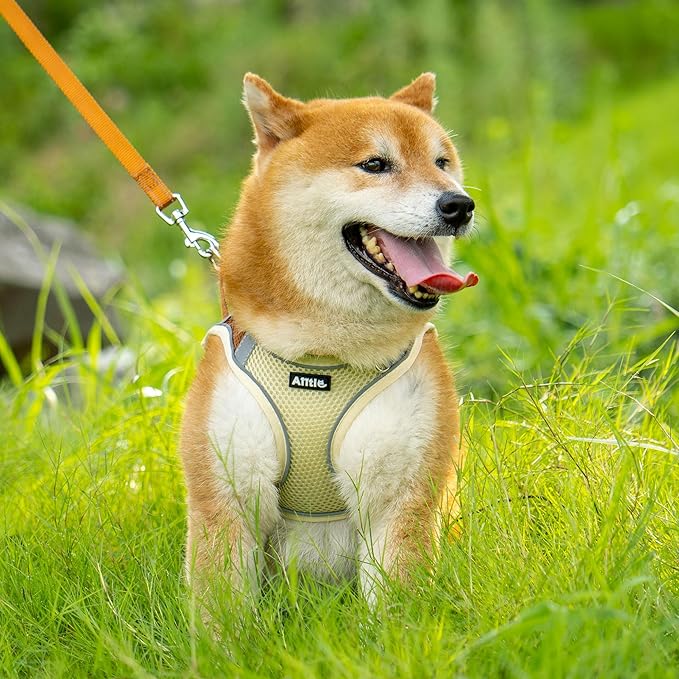 AIITLE Dog Harness, Spring No-Pull Cat Harness with a Leash, Adjustable Reflective Dog Vest, Cat Harness Escape Proof, Outdoor Walking, Camping for Extra Small Dogs and House Cats Beige XXXS AIITLE-FORPETSBETTERLIFE