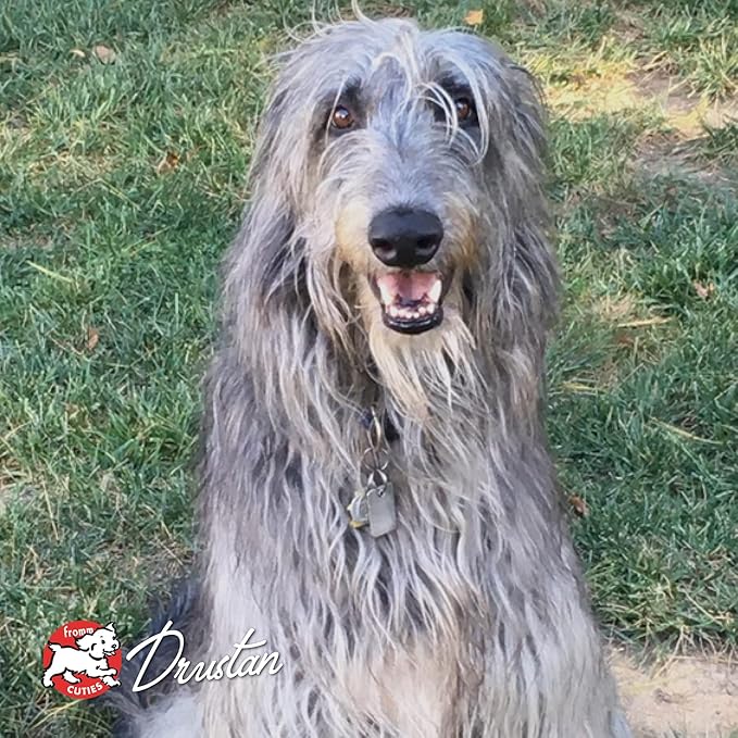 Fromm Four-Star Nutritionals Highlander Beef, Oats, & Barley Dog Food - Premium Dry Dog Food - Beef Recipe - 4 lb - PAWPICO