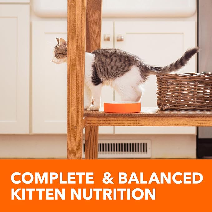 IAMS PROACTIVE HEALTH Healthy Kitten Dry Cat Food with Chicken, 7 lb. Bag - PAWPICO